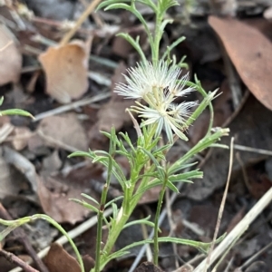 Vittadinia muelleri at Hughes, ACT - 6 Feb 2023