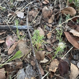 Vittadinia muelleri at Hughes, ACT - 6 Feb 2023