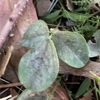 Glycine tabacina (Variable Glycine) at Hughes, ACT - 6 Feb 2023 by Tapirlord