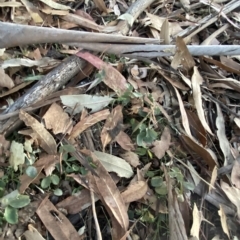 Glycine tabacina at Hughes, ACT - 6 Feb 2023 08:05 PM