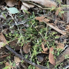 Einadia nutans (Climbing Saltbush) at Red Hill to Yarralumla Creek - 6 Feb 2023 by Tapirlord