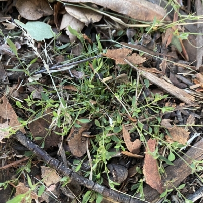 Einadia nutans (Climbing Saltbush) at Hughes, ACT - 6 Feb 2023 by Tapirlord