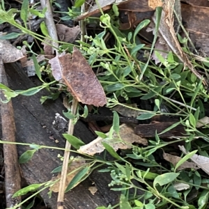 Einadia nutans at Hughes, ACT - 6 Feb 2023 08:05 PM