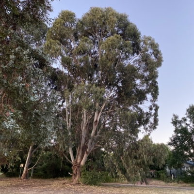 Eucalyptus globulus subsp. bicostata (Southern Blue Gum, Eurabbie) at Red Hill to Yarralumla Creek - 6 Feb 2023 by Tapirlord