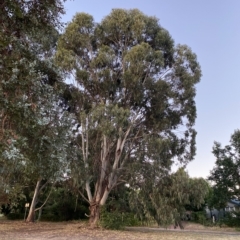 Eucalyptus globulus subsp. bicostata (Southern Blue Gum, Eurabbie) at Garran, ACT - 6 Feb 2023 by Tapirlord