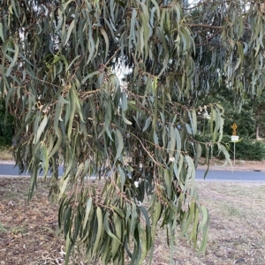 Eucalyptus globulus subsp. bicostata at Red Hill to Yarralumla Creek - 6 Feb 2023 08:02 PM