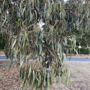 Eucalyptus globulus subsp. bicostata at Red Hill to Yarralumla Creek - 6 Feb 2023