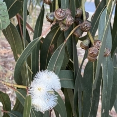 Eucalyptus globulus subsp. bicostata at Red Hill to Yarralumla Creek - 6 Feb 2023 08:02 PM