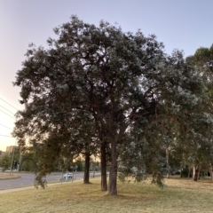 Eucalyptus cinerea subsp. cinerea (Argyle Apple) at Hughes, ACT - 6 Feb 2023 by Tapirlord