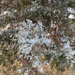 Eucalyptus cinerea subsp. cinerea at Hughes, ACT - 6 Feb 2023