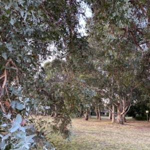 Eucalyptus cinerea subsp. cinerea at Hughes, ACT - 6 Feb 2023