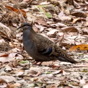 Phaps elegans at Cotter River, ACT - 23 Feb 2023