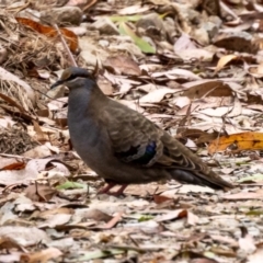 Phaps elegans (Brush Bronzewing) at Cotter River, ACT - 22 Feb 2023 by JohnHurrell