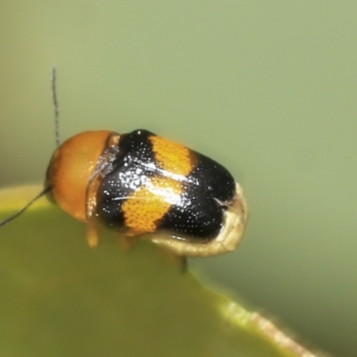 Aporocera (Aporocera) flaviventris (A case bearing leaf beetle) at Belconnen, ACT - 23 Feb 2023 by AlisonMilton