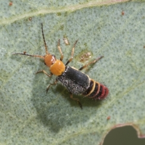 Carphurus sp. (genus) at Belconnen, ACT - 23 Feb 2023