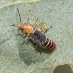 Carphurus sp. (genus) at Belconnen, ACT - 23 Feb 2023