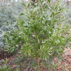 Acacia melanoxylon (Blackwood) at Undefined Area - 21 Feb 2023 by HappyWanderer