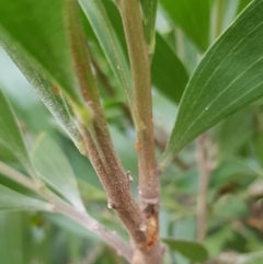 Acacia melanoxylon at Undefined Area - 22 Feb 2023