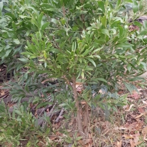 Acacia melanoxylon at Undefined Area - 22 Feb 2023 09:49 AM