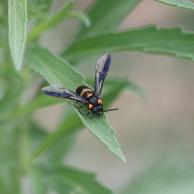 Pterygophorus cinctus (Bottlebrush sawfly) at Campbell, ACT - 20 Jan 2023 by MargD