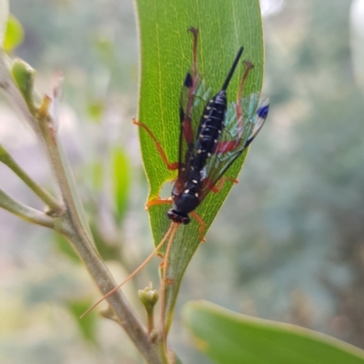 Echthromorpha intricatoria (Cream-spotted Ichneumon) at Undefined Area - 21 Feb 2023 by HappyWanderer