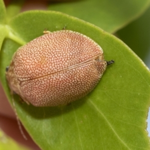 Paropsis atomaria at Higgins, ACT - 23 Feb 2023