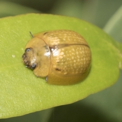 Paropsisterna cloelia (Eucalyptus variegated beetle) at Higgins, ACT - 22 Feb 2023 by AlisonMilton