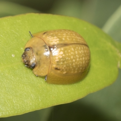 Paropsisterna cloelia (Eucalyptus variegated beetle) at Higgins, ACT - 22 Feb 2023 by AlisonMilton