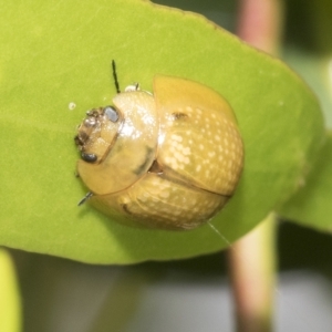 Paropsisterna cloelia at Higgins, ACT - 23 Feb 2023