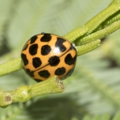 Harmonia conformis (Common Spotted Ladybird) at Macquarie, ACT - 23 Feb 2023 by AlisonMilton