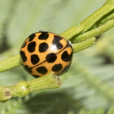 Harmonia conformis (Common Spotted Ladybird) at Macquarie, ACT - 23 Feb 2023 by AlisonMilton