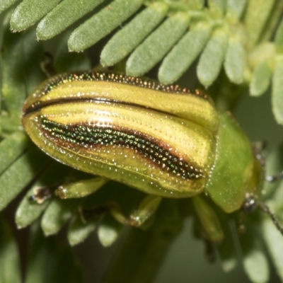 Calomela juncta (Leaf beetle) at Macquarie, ACT - 22 Feb 2023 by AlisonMilton
