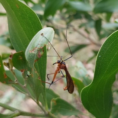 Harpobittacus sp. (genus) (Hangingfly) at Namadgi National Park - 21 Feb 2023 by HappyWanderer