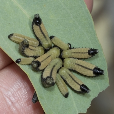 Paropsisterna cloelia (Eucalyptus variegated beetle) at Macquarie, ACT - 23 Feb 2023 by AlisonMilton
