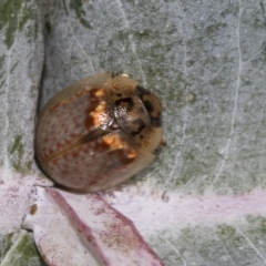 Paropsisterna m-fuscum (Eucalyptus Leaf Beetle) at Macquarie, ACT - 22 Feb 2023 by AlisonMilton