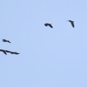 Lopholaimus antarcticus at Narooma, NSW - 27 Jan 2023