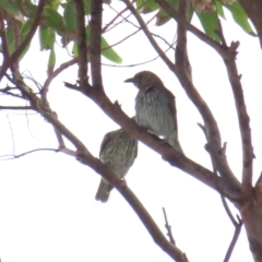 Sphecotheres vieilloti (Australasian Figbird) at Narooma, NSW - 27 Jan 2023 by BenW