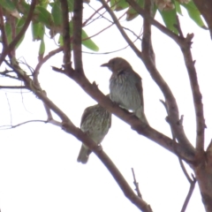 Sphecotheres vieilloti (Australasian Figbird) at Narooma, NSW - 26 Jan 2023 by TomW