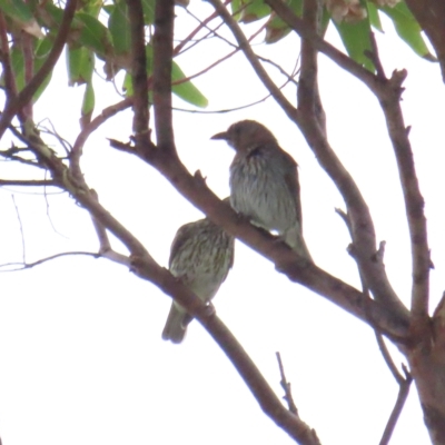 Sphecotheres vieilloti (Australasian Figbird) at Narooma, NSW - 27 Jan 2023 by BenW