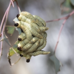 Perginae sp. (subfamily) (Unidentified pergine sawfly) at Macquarie, ACT - 23 Feb 2023 by AlisonMilton