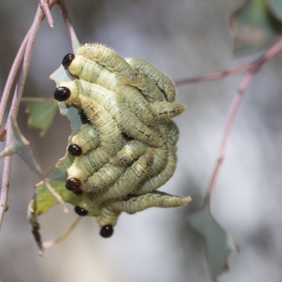 Pseudoperga sp. (genus) (Sawfly, Spitfire) at Macquarie, ACT - 22 Feb 2023 by AlisonMilton