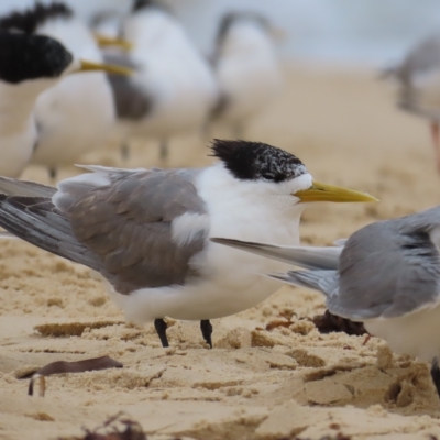 Thalasseus bergii (Crested Tern) at Narooma, NSW - 26 Jan 2023 by TomW