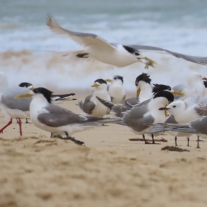 Thalasseus bergii at Narooma, NSW - 26 Jan 2023