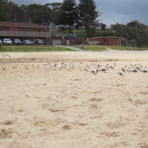 Thalasseus bergii at Narooma, NSW - 26 Jan 2023