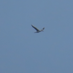 Morus serrator (Australasian Gannet) at Narooma, NSW - 26 Jan 2023 by BenW
