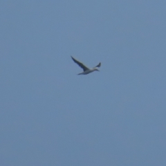 Morus serrator (Australasian Gannet) at Narooma, NSW - 26 Jan 2023 by TomW