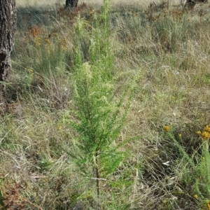 Cassinia sifton at Watson, ACT - 20 Feb 2023 10:20 AM