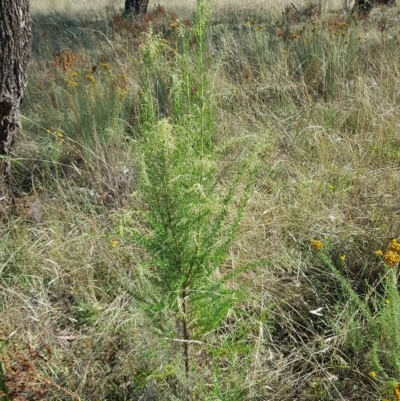 Cassinia sifton (Sifton Bush, Chinese Shrub) at Mount Majura - 19 Feb 2023 by HappyWanderer