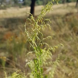 Cassinia sifton at Watson, ACT - 20 Feb 2023 10:20 AM