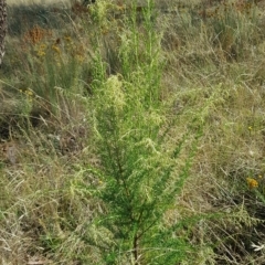 Cassinia sifton at Watson, ACT - 20 Feb 2023 10:20 AM